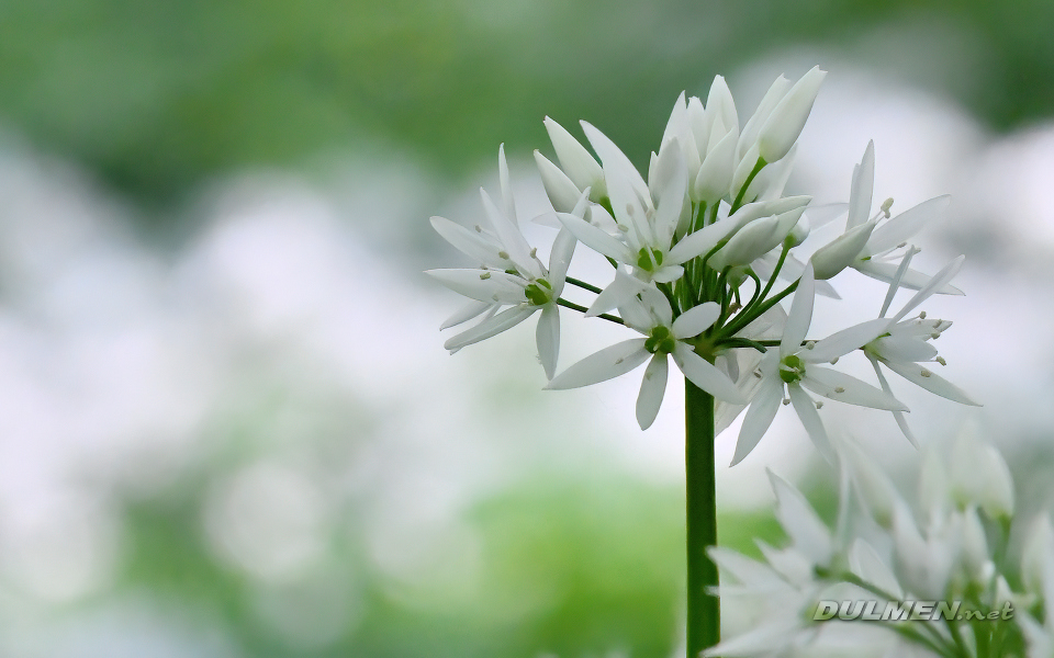 Wild Garlic (Allium ursinum)